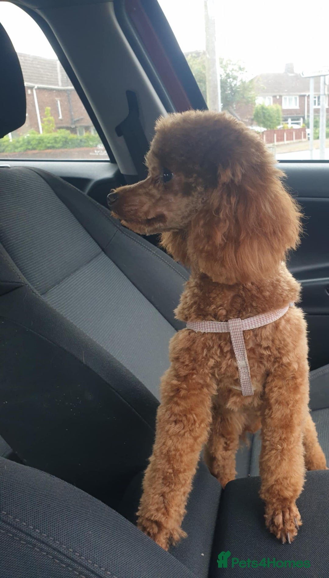 Toy Poodle dogs for sale: Mini TOY POODLES Last one boy available - Advert 35