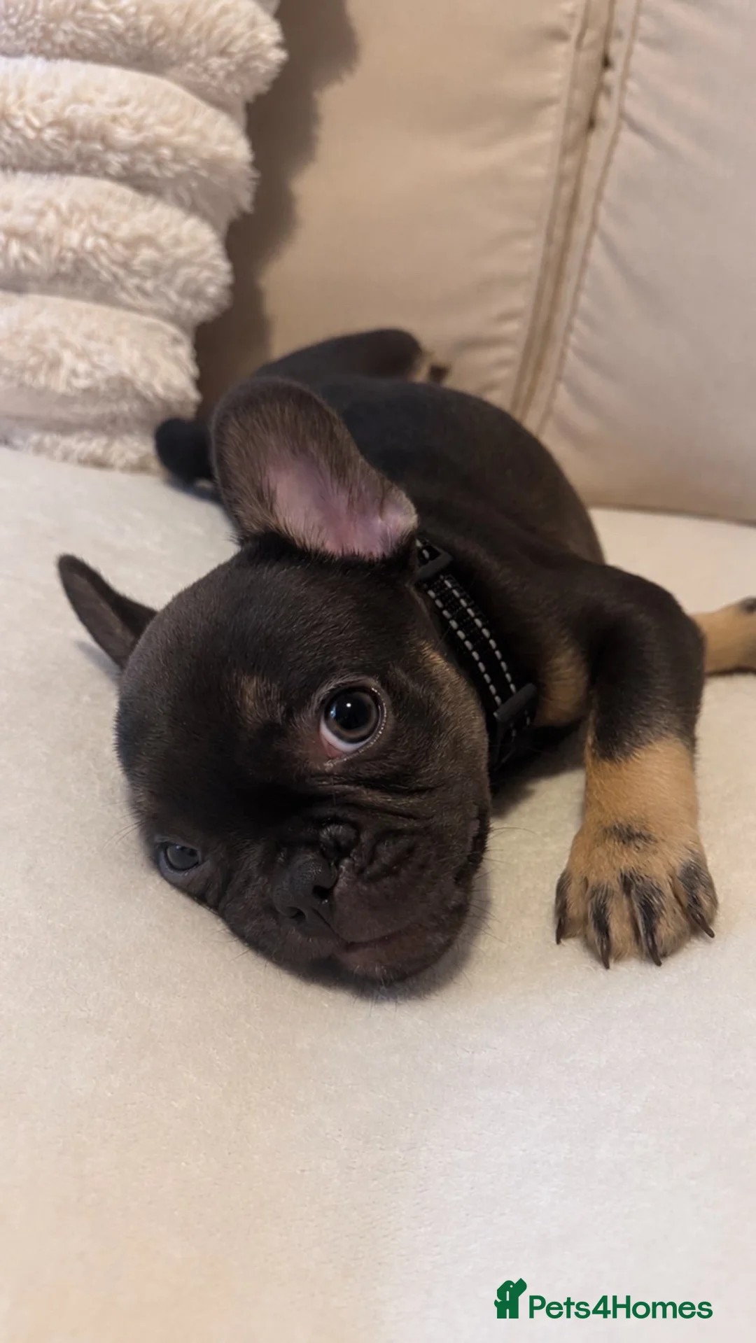 French Bulldog dogs for sale: Chocolate tan French bulldog puppy - Advert 2