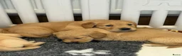 Golden Retriever dogs for sale: Kennel club registered beautiful litter of puppies - Advert 9