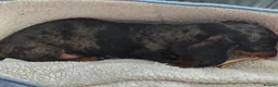 Dachshund dogs for sale: Adult Miniature Smooth Haired Dachshund - Advert 5
