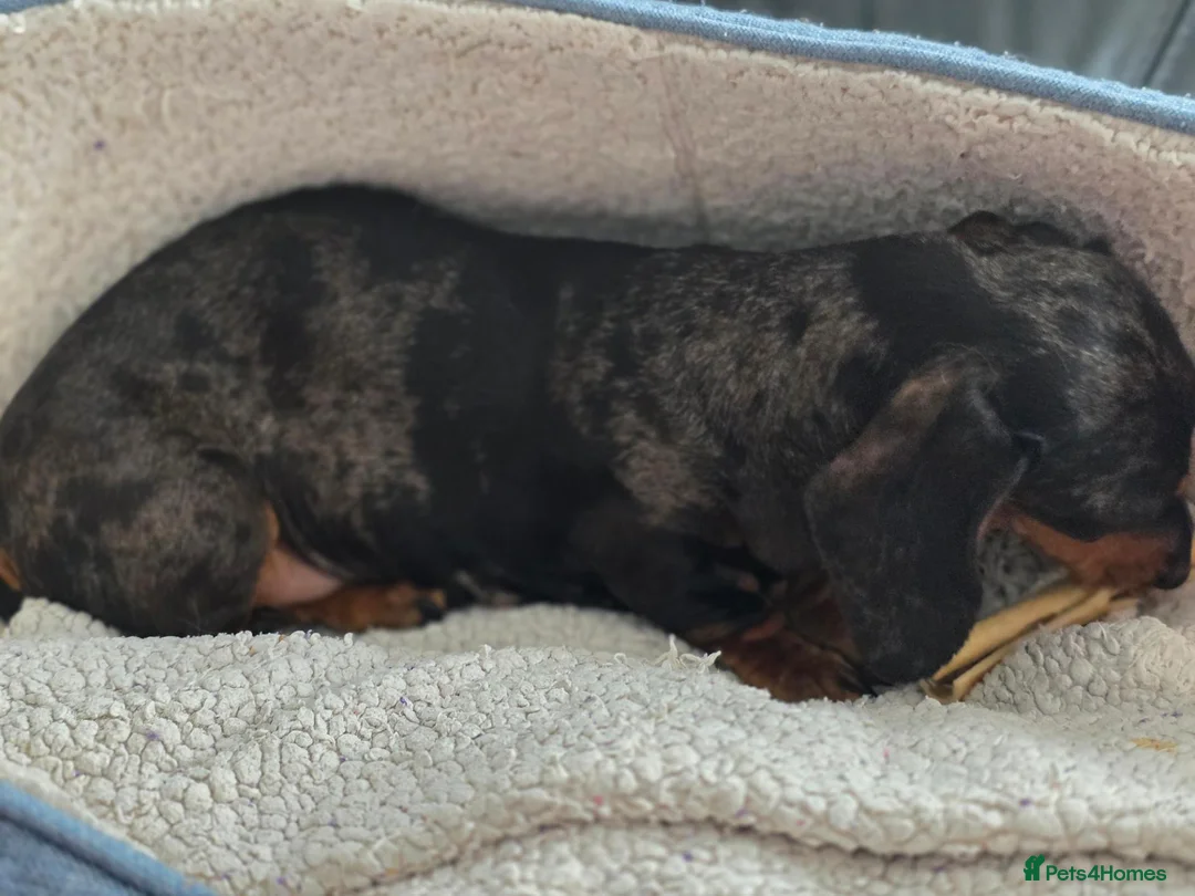 Dachshund dogs for sale: Adult Miniature Smooth Haired Dachshund - Advert 5