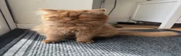 British Longhair cats for sale: Cinnamon British long hair girl 🧡 - Advert 1