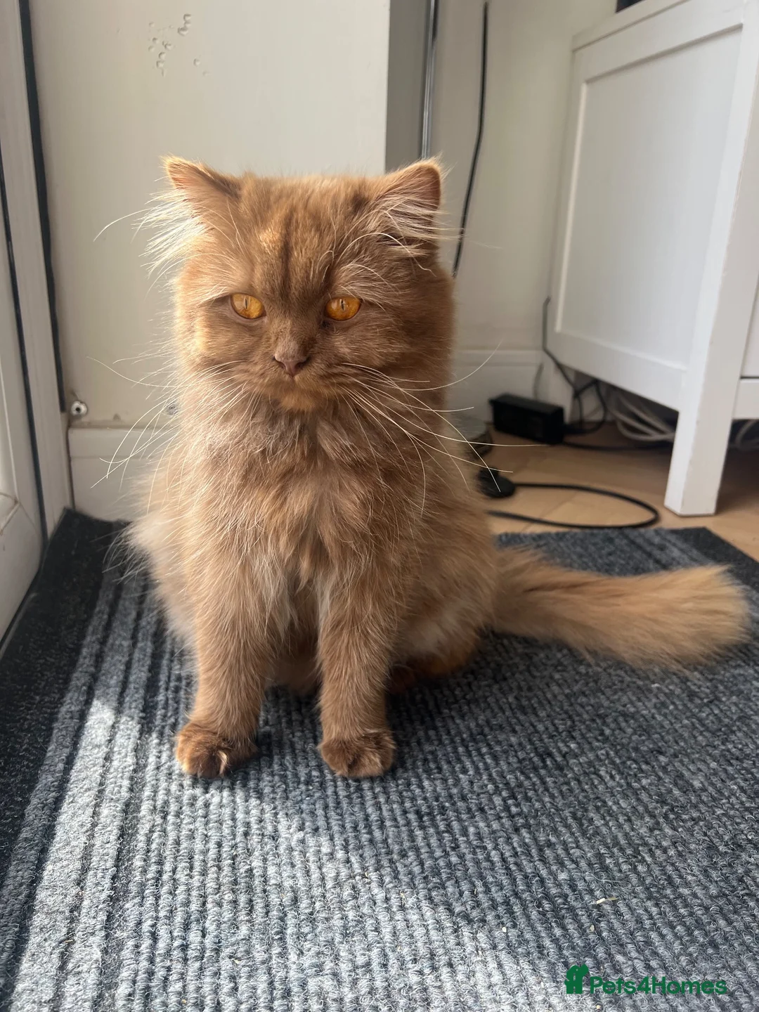 British Longhair cats for sale: Cinnamon British long hair girl 🧡 - Advert 1