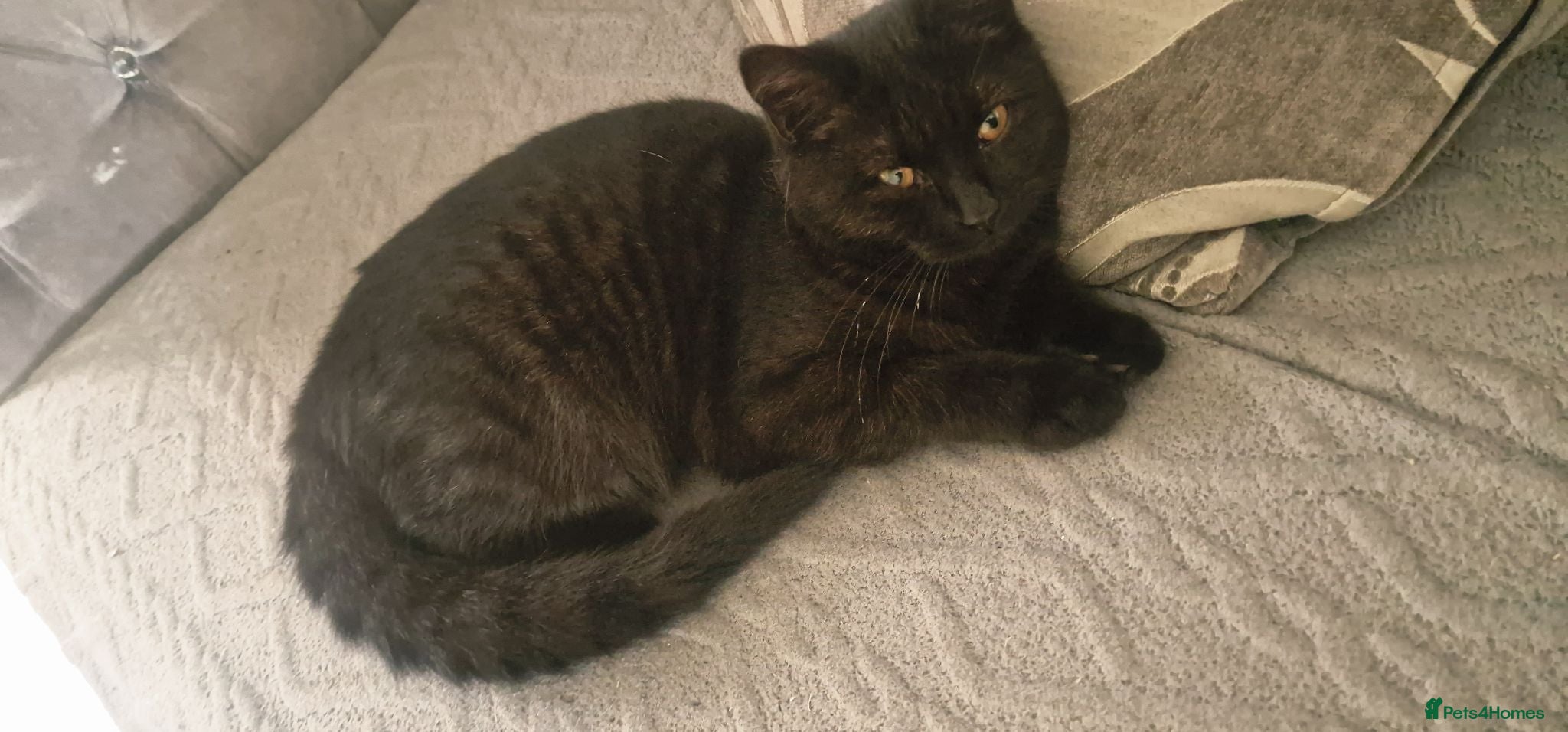 Mixed Breed cats Free kitten - Advert 2