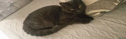 Mixed Breed cats for sale: Free kitten - Advert 1