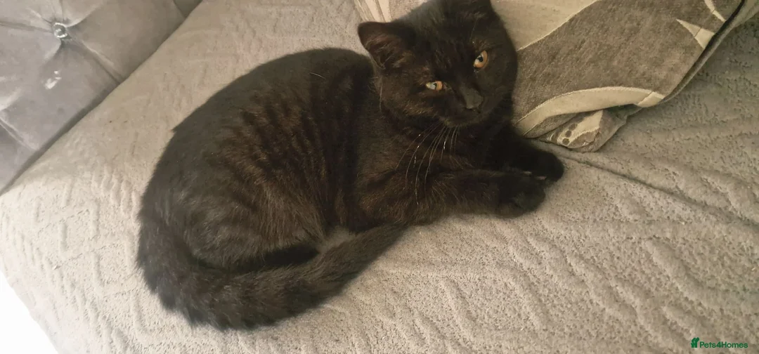 Mixed Breed cats for sale: Free kitten - Advert 1