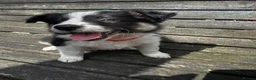 Mixed Breed dogs for sale: Kelpie x collies BEAUTIFUL LITTER - Advert 3