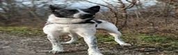 Mixed Breed dogs for adoption: 💙🐶 LEVKO – THE DOG WHO HAS ALL HOME PET HABITS in Burton-on-Trent - Advert 21