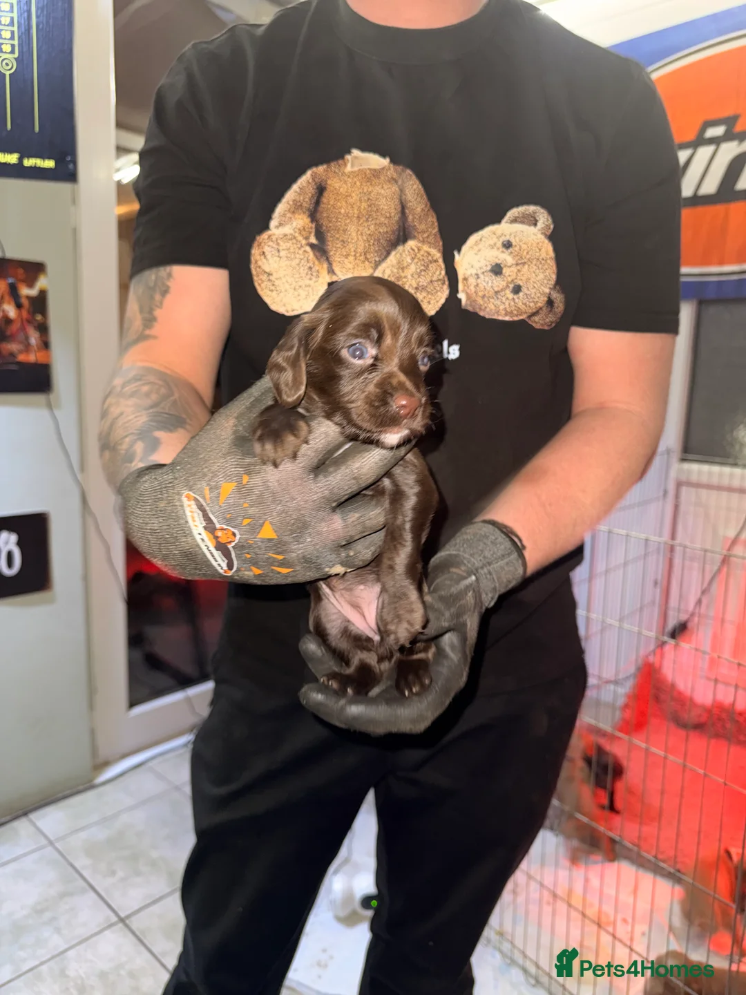 Sprocker dogs for sale: Sprocker Pups - Advert 19