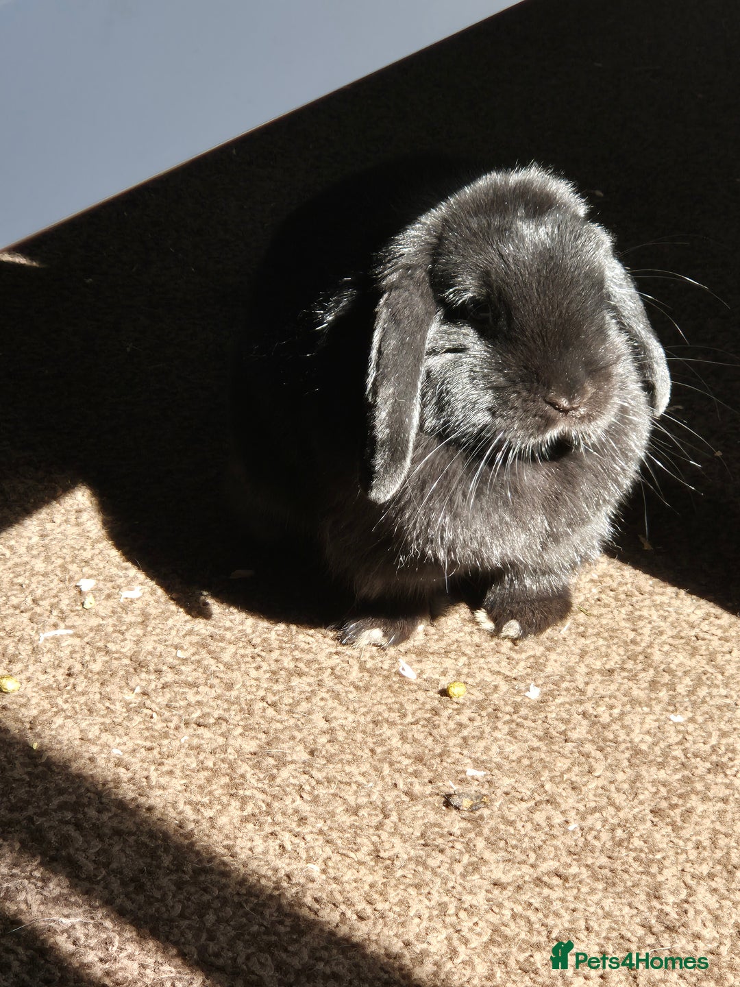 Mini Lop rabbits for sale: Rabbit for adoption - Advert 4