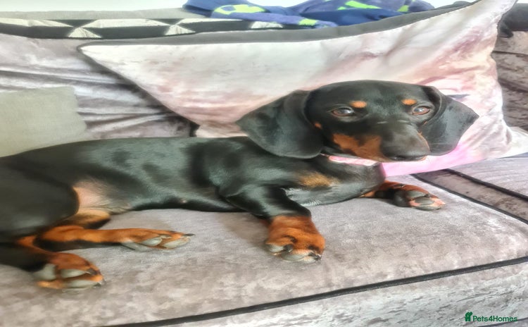 Dachshund dogs - Advert 1