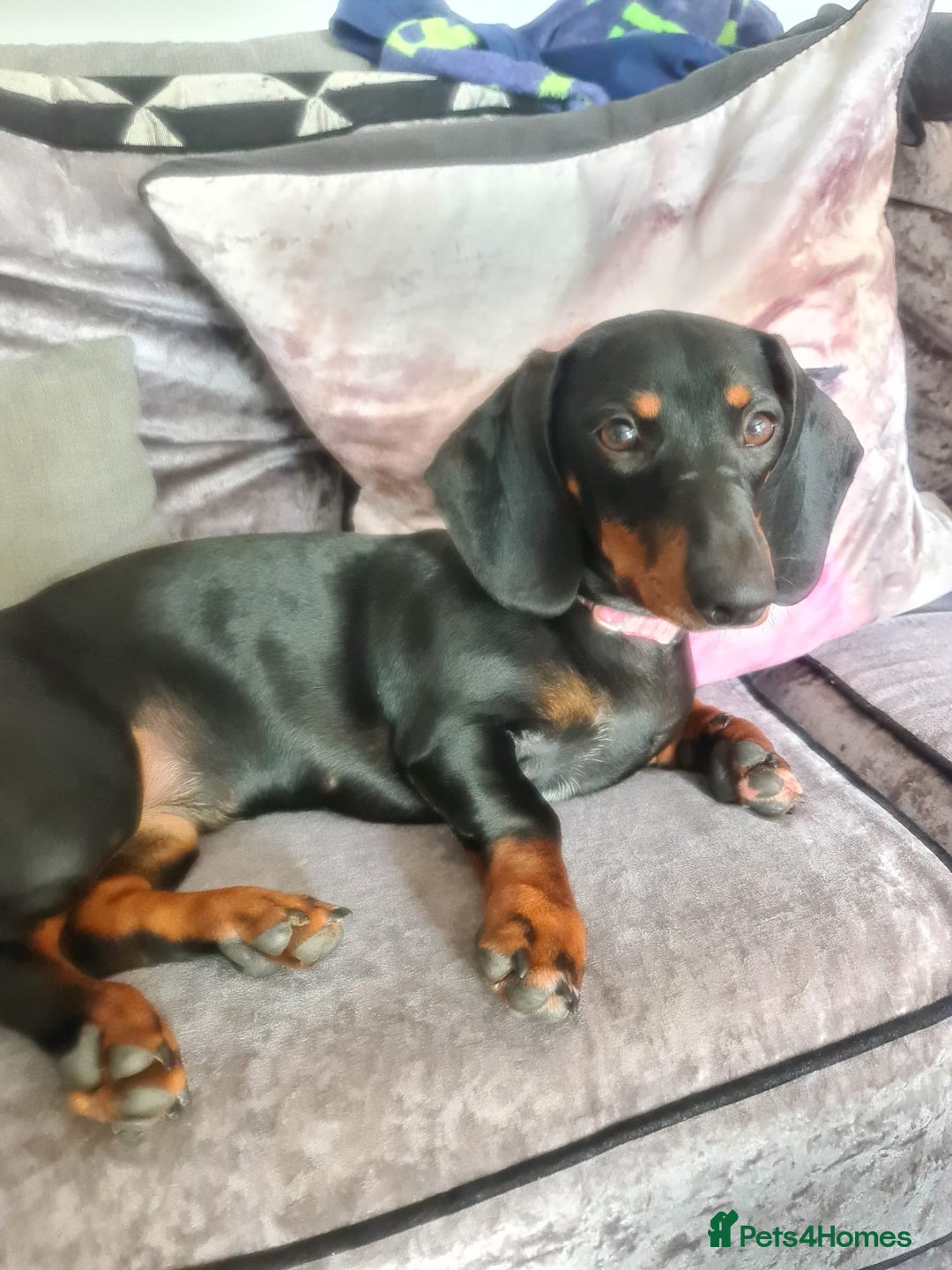 Dachshund dogs for sale: puppies  - Image 1