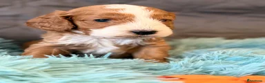 Orange boy