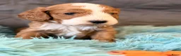 Cockapoo dogs for sale: F1 Cockapoo litter available  #DNA Health tested# - Advert 5
