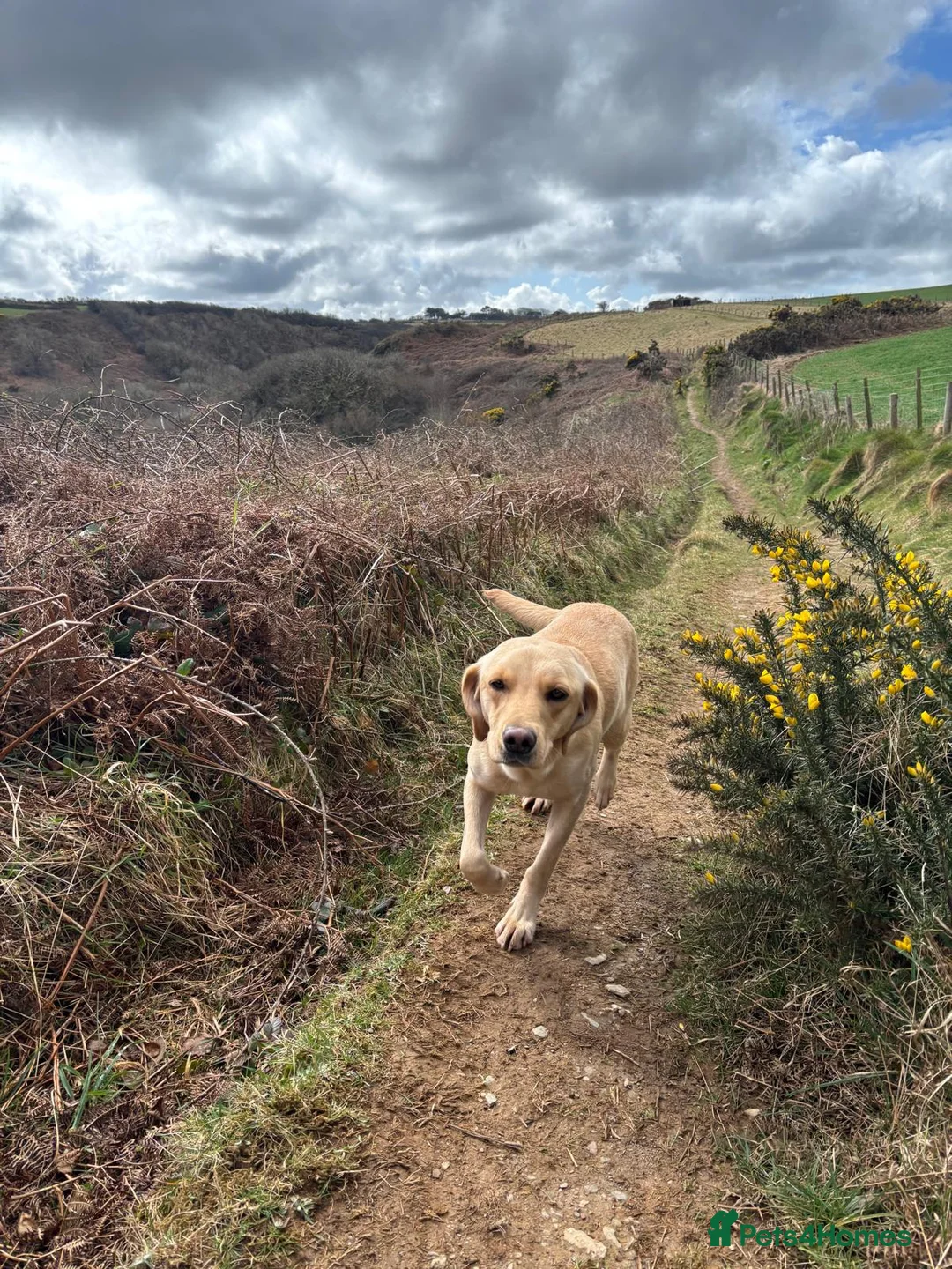 Labrador Retriever dogs for sale: KC Reg Yellow and black Labrador pups - Advert 4