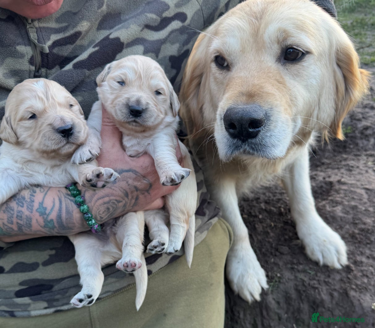 Golden Retriever dogs Gorgeous Golden Retrievers - Advert 15