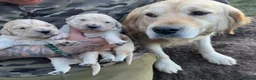 Golden Retriever dogs for sale: Gorgeous Golden Retrievers Only 2 Left - Advert 6