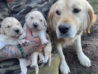 Golden Retriever dogs Gorgeous Golden Retrievers - Advert 15