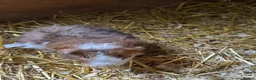 Guinea Pig rodents for sale: 🐹 Stunning Alpaca Guinea Pigs – 3 Male Brothers  - Advert 7