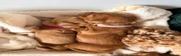 Mixed Breed dogs for sale: Amazing little of cava- cockapoo pups in Warrington - Advert 12