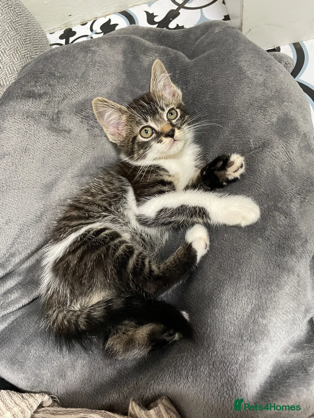 British Shorthair cats for sale: Kittens  - Advert 1