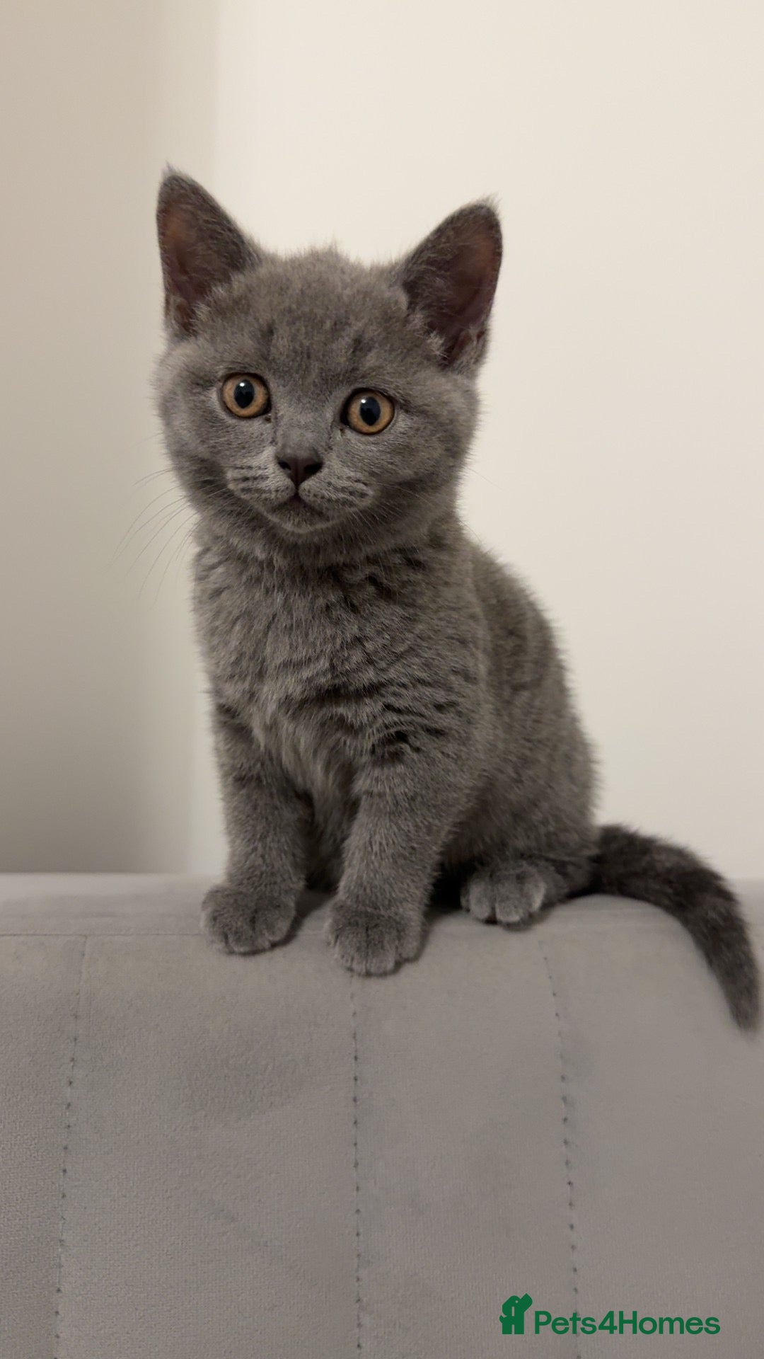 British Shorthair cats Female british shorthair  - Advert 1