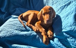 Hungarian Vizsla dogs for sale: Beautiful Hungarian Vizsla Puppies  in Sheerness - Image 19