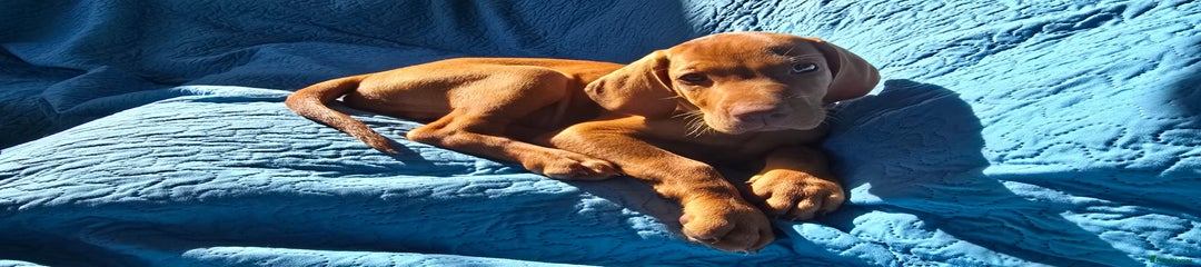 ROMMEL