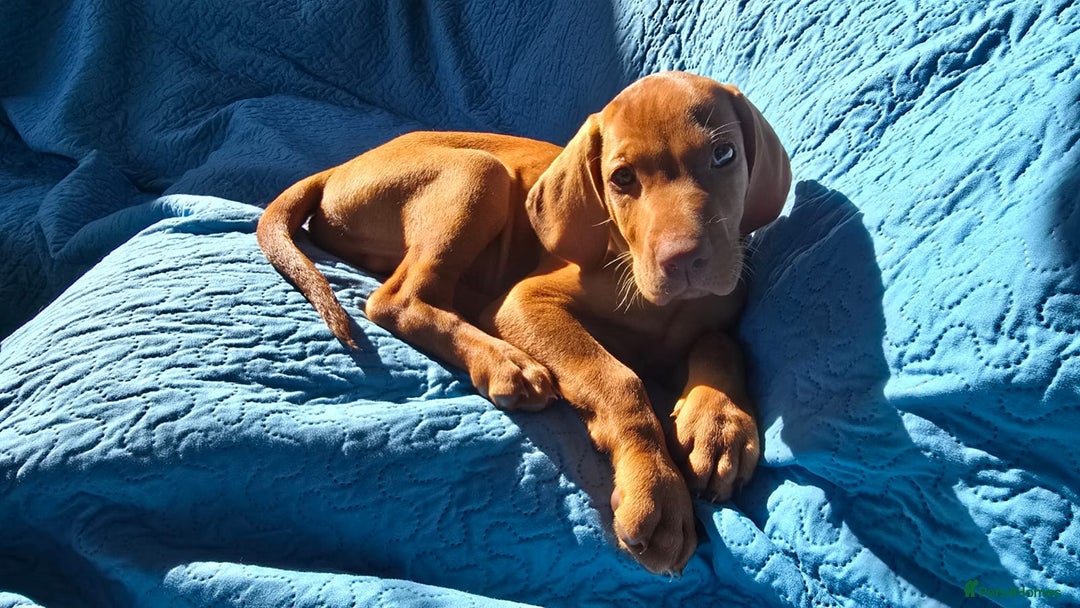 Hungarian Vizsla dogs for sale: Beautiful Hungarian Vizsla Puppies  in Sheerness - Image 19