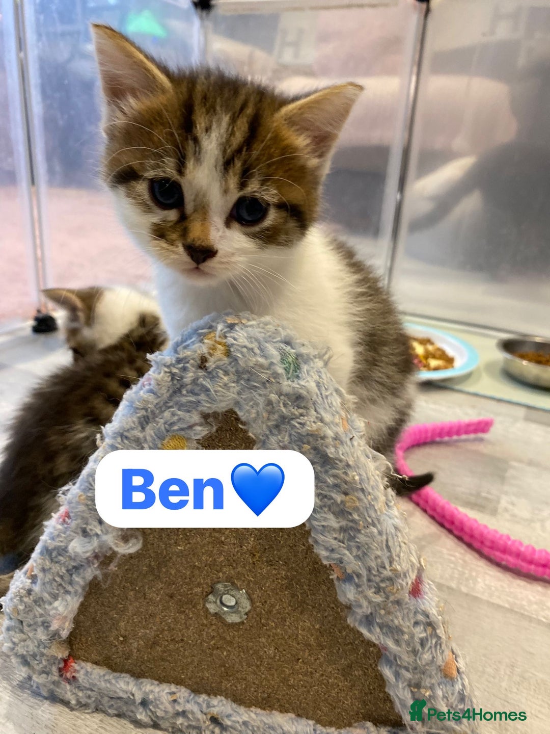 Mixed Breed cats for sale: 7 Beautiful Kittens 🩷💙 - Image 22