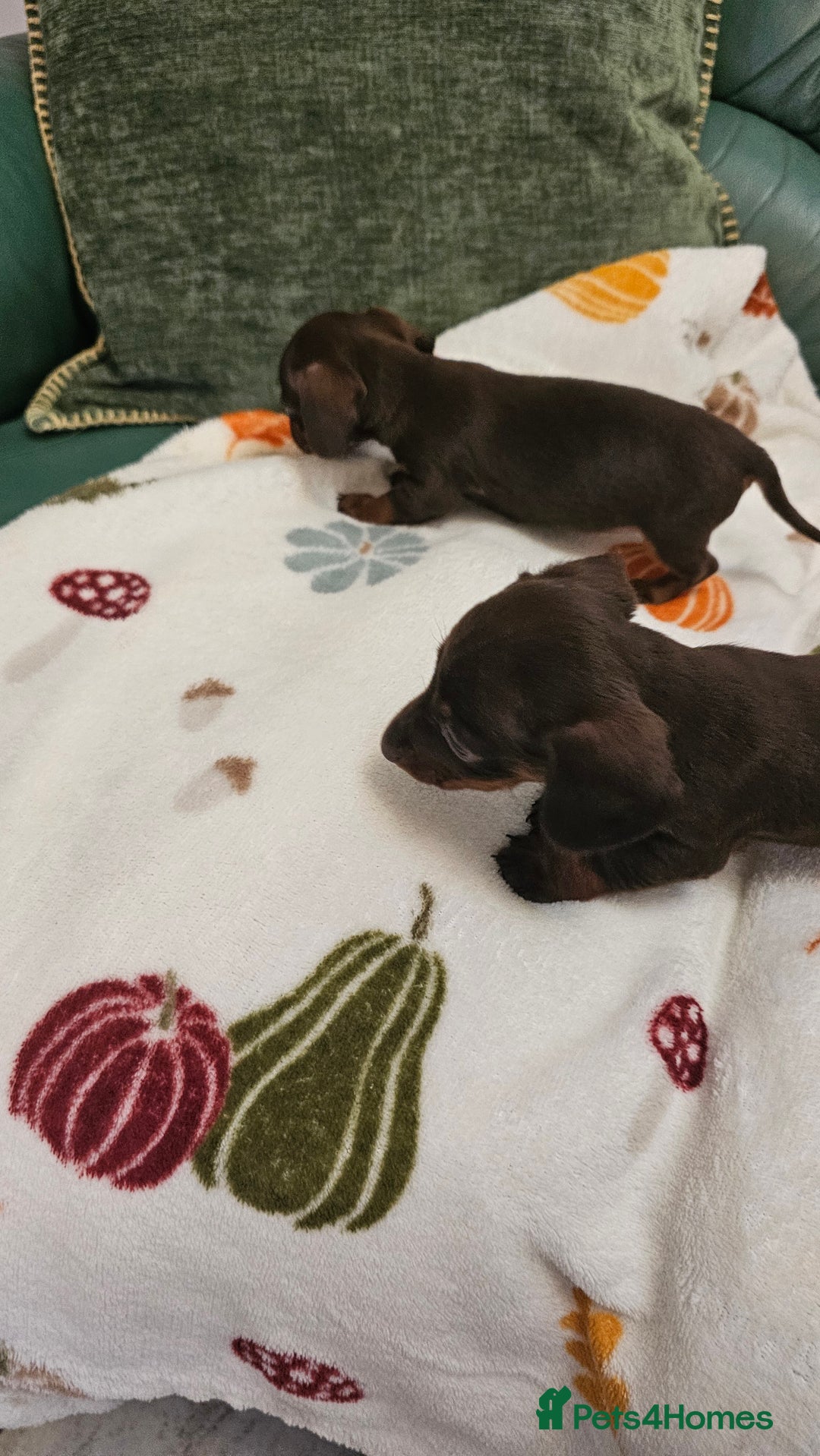 Dachshund dogs for sale: Miniature Dachshund Puppies. - Advert 10