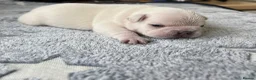 French Bulldog dogs for sale: KC Frenchies, platinum/blue sable  - Advert 3