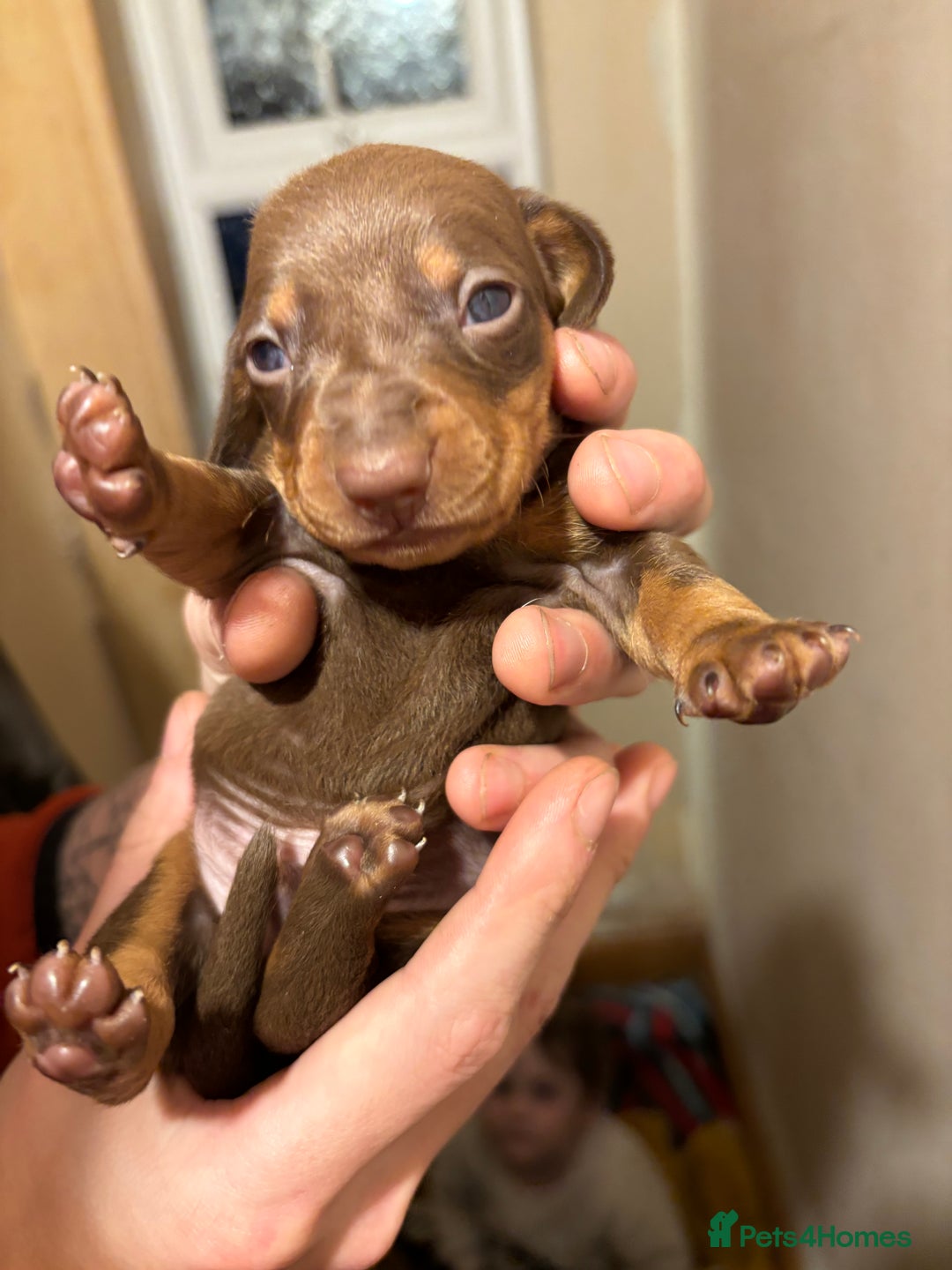 Dachshund dogs for sale: Gorgeous brown and tan dachshund puppies   - Advert 7