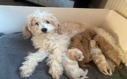 Poochon dogs for sale: Adorable Poochon Puppies  - Advert 3