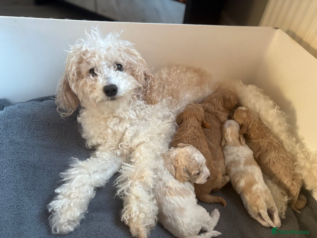 Poochon dogs for sale: Adorable Poochon Puppies  - Advert 3