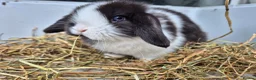 Mini Lop rabbits for sale: 5 Female mini lops  - Advert 5
