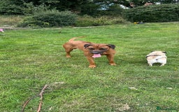 Rhodesian Ridgeback dogs for sale: Rocco and Roman  - Image 9