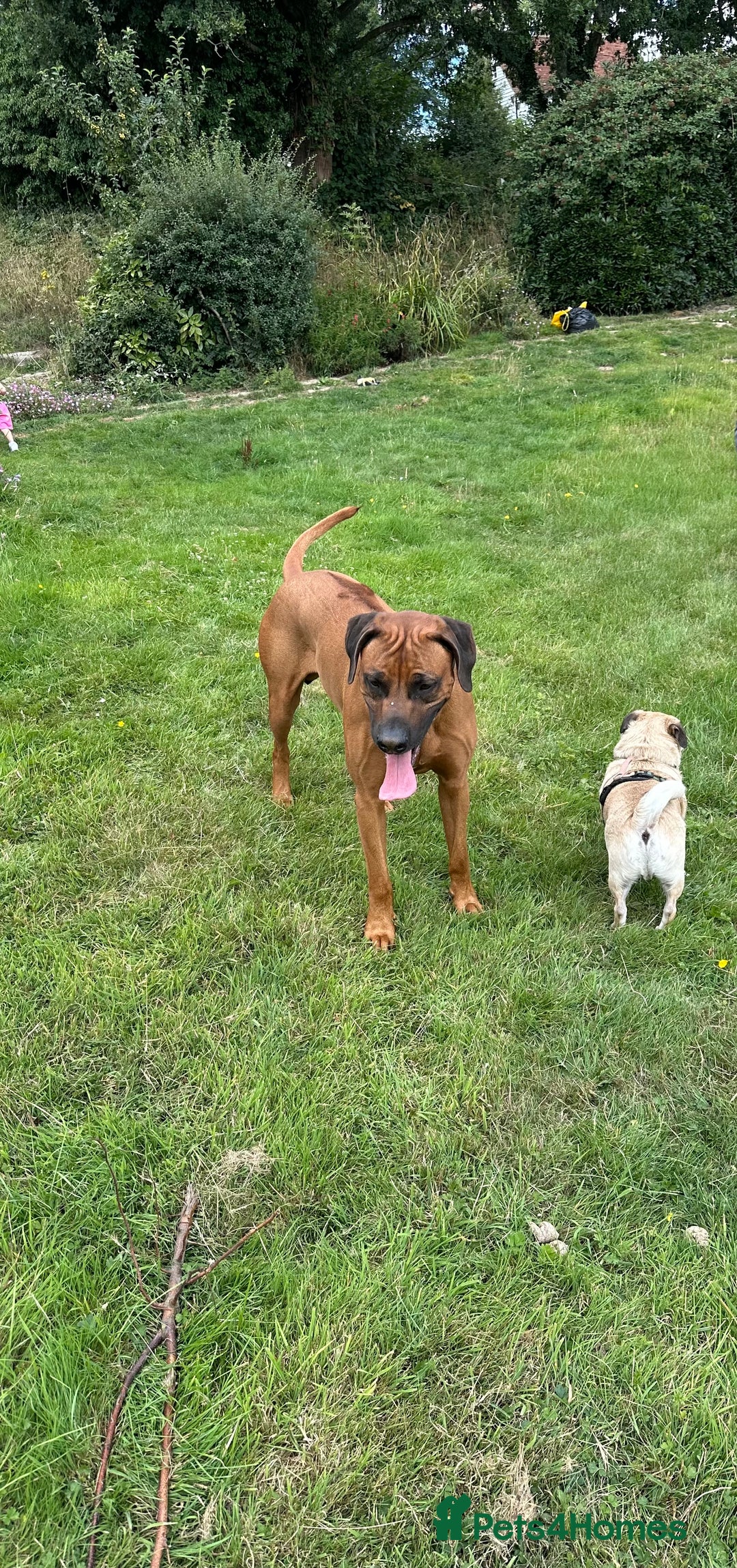 Rhodesian Ridgeback dogs for sale: Rocco and Roman  - Image 9