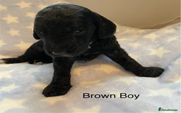 Cockapoo dogs for sale: Stunning F2 Cockapoo puppies fully DNA tested  - Image 3