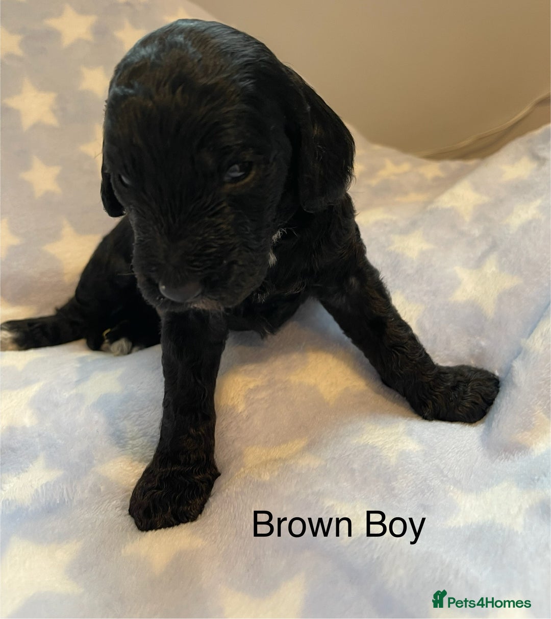 Cockapoo dogs for sale: Stunning F2 Cockapoo puppies fully DNA tested  - Image 3