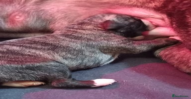 Whippet dogs - Advert 1