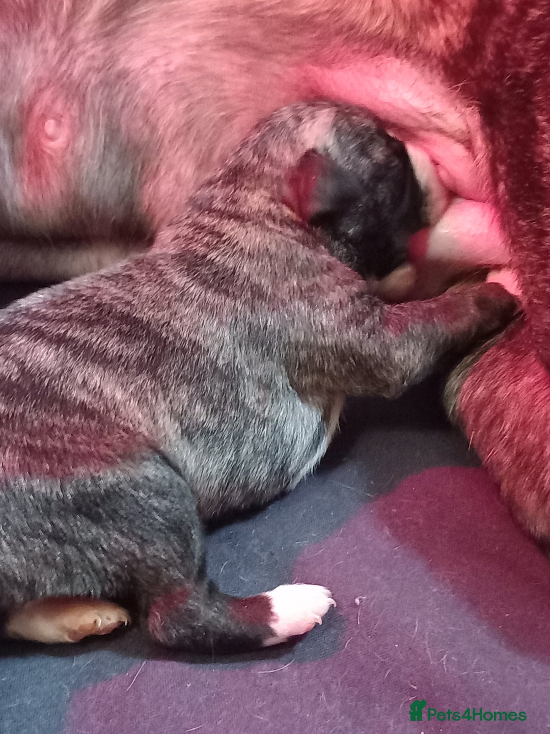 Whippet dogs for sale: Top Class Whippet Puppies bred from Champions - Image 2