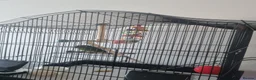 Parrots birds for sale: Beautiful Kakariki and cage in Edinburgh - Advert 4