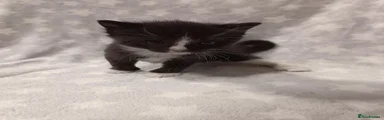 Tuxedo boy