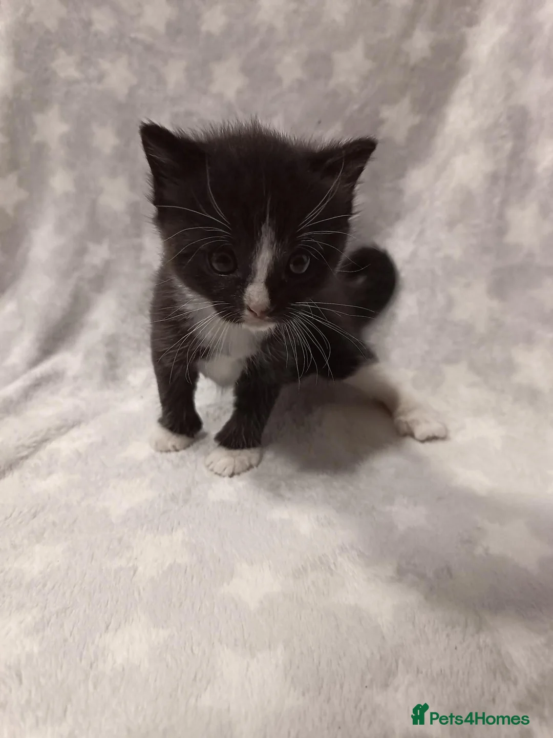 Ragdoll cats for sale: Beautiful ragdoll mix kittens  - Advert 2