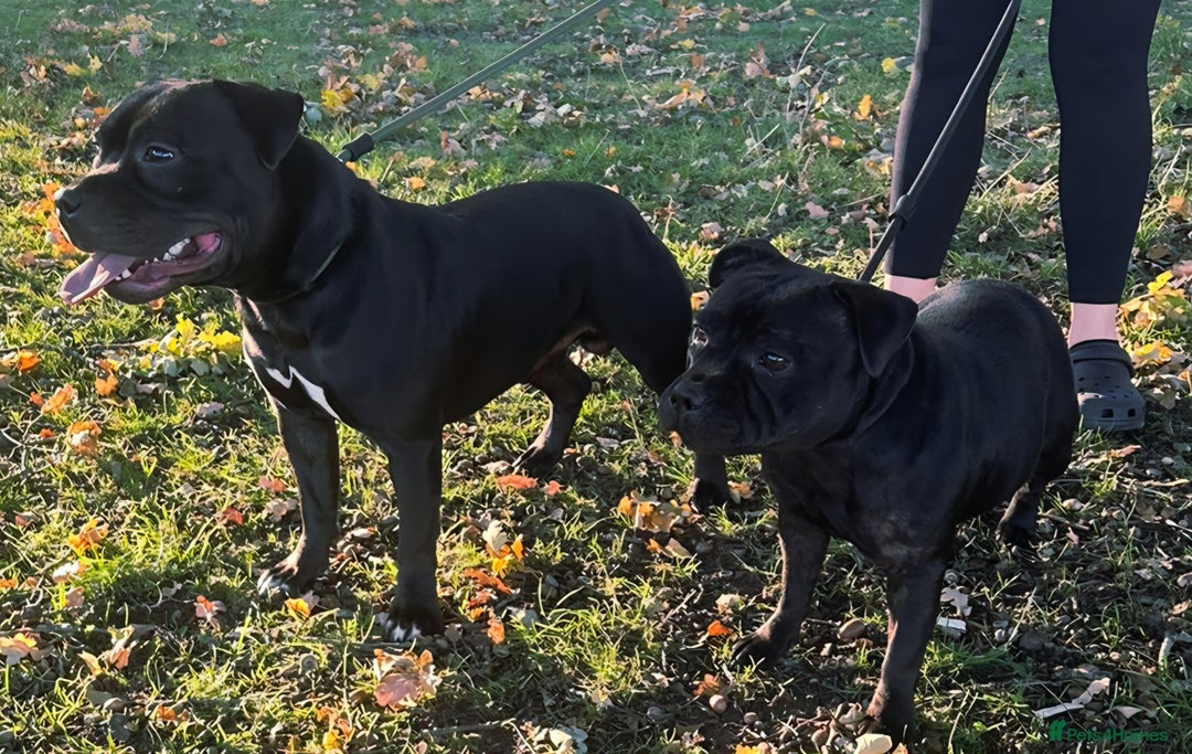Staffordshire Bull Terrier dogs for sale: 4 Kc Reg Staffordshire Bull Terrier Females 🩷 - Advert 5