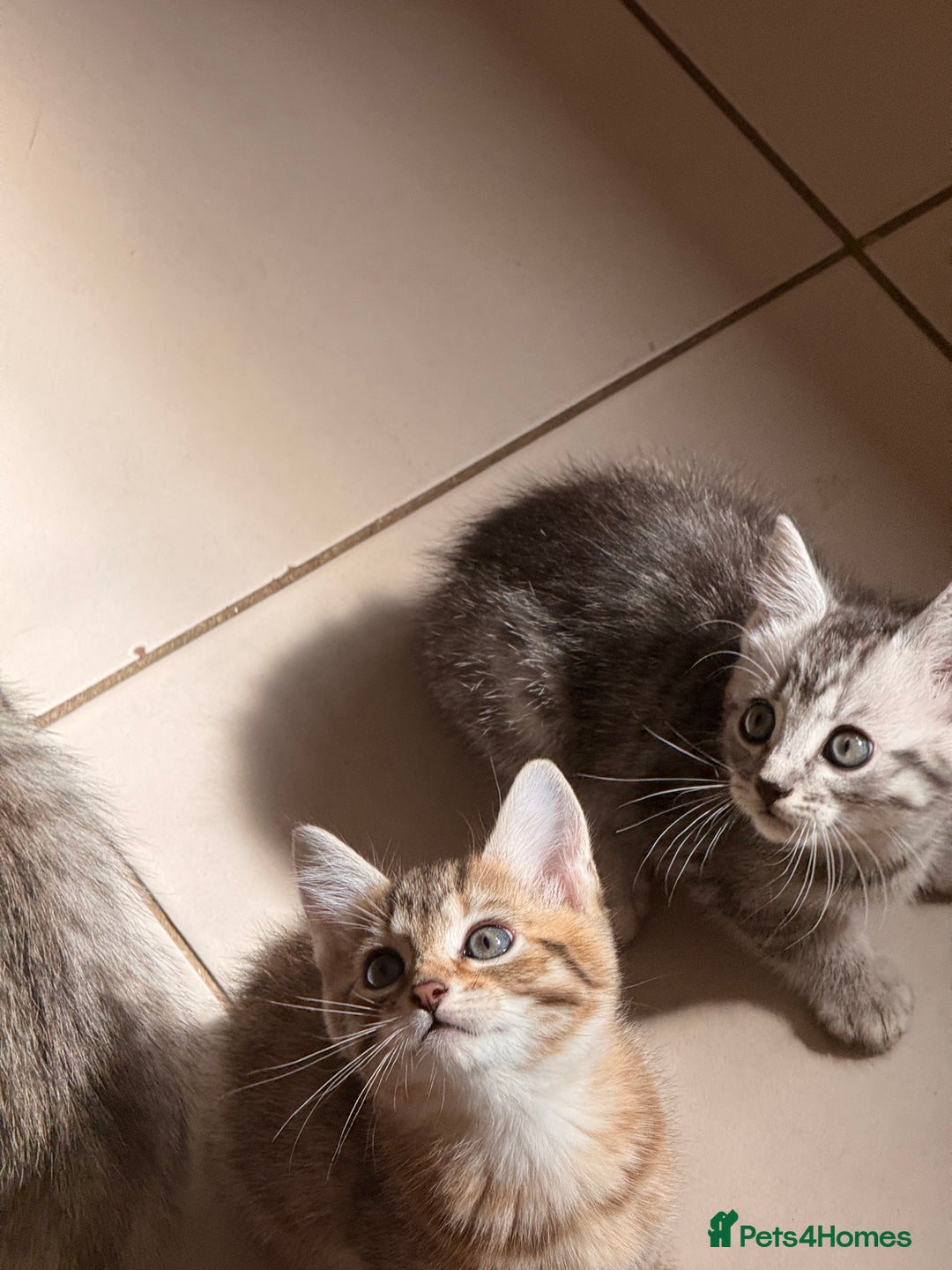 Mixed Breed cats for sale: Cute Kittens - Image 14