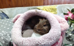 Guinea Pig rodents for sale: Five gorgeous male guinea pigs different breeds in Milnthorpe - Image 5