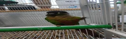 Conures birds for sale: pr conures in Market Harborough - Advert 2