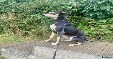 Mixed Breed dogs - Advert 10